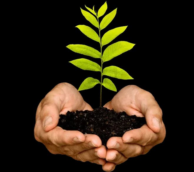 Growing Sustainability